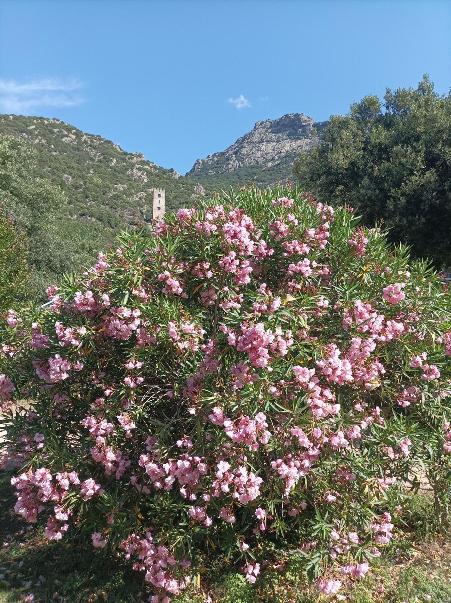 Chateau De Colombieres Sur Orb Εξωτερικό φωτογραφία